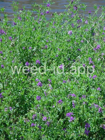 alfalfa